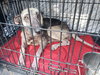 Brandy 0644