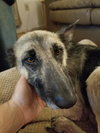 Brandy 0644