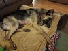 Brandy 0644
