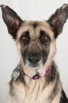 Brandy 0644