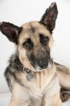 Brandy 0644