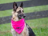 Brandy 0644