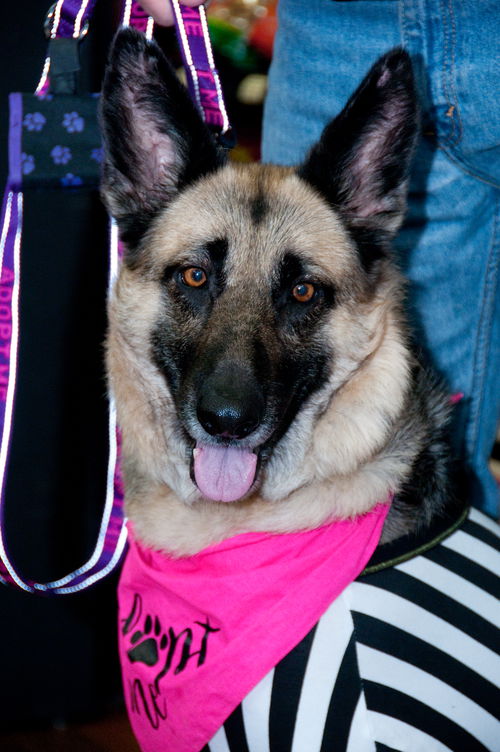 Brandy 0644