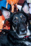Bruce 0654