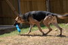 Josie 0657