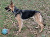 Josie 0657