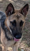 Josie 0657