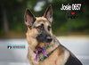 Josie 0657