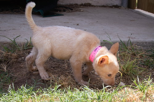 Rosie 0660