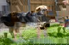 Teddy 0662