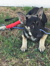 Rosco 0670