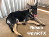 Rosco 0670