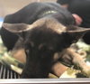 Rosco 0670