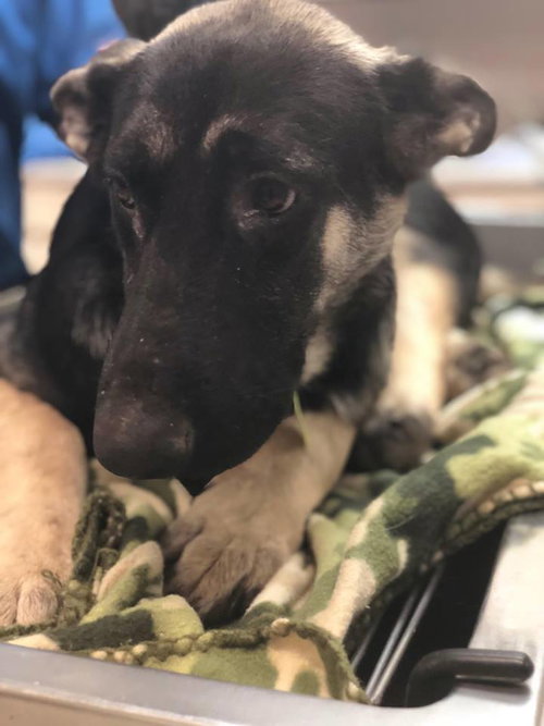 Rosco 0670