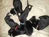 Ash 0690 (Pennie Pup - Purple Collar)