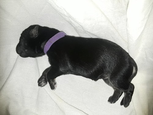 Ash 0690 (Pennie Pup - Purple Collar)