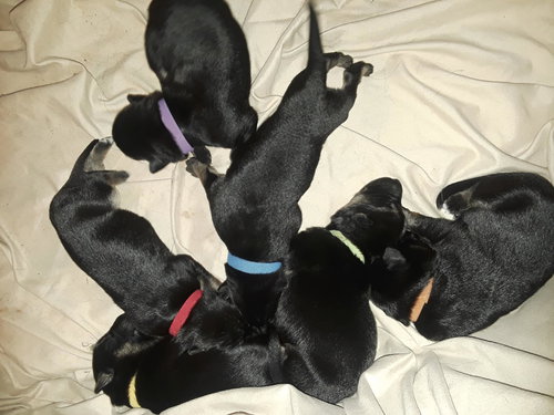 Ruby 0693 (Pennie Pup - Red Collar)