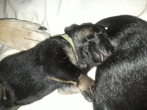 Rusty 0694 (Pennie Pup - Green Collar)
