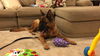 Darcy 0699