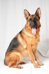 Darcy 0699