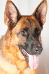 Darcy 0699
