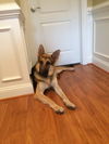 Dexter 0726