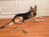 Dexter 0726