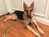 Dexter 0726