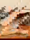 Dexter 0726