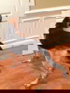 Dexter 0726