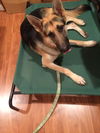 Dexter 0726