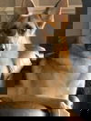 Dexter 0726