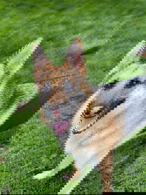 Dexter 0726
