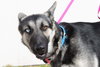 Asher 0732