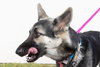Asher 0732