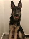 Rambo 0734