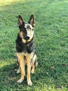 Rambo 0734