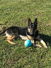 Rambo 0734