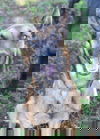 Xander 0742
