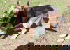 Wolf 0745