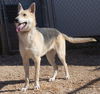 Dexter 0756