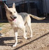 Dexter 0756