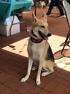 Dexter 0756