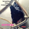 Rumor 0760