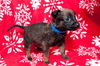 Dasher 0779
