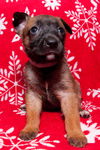 Prancer 0780