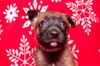 Prancer 0780