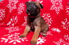 Prancer 0780