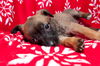 Prancer 0780