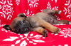 Prancer 0780